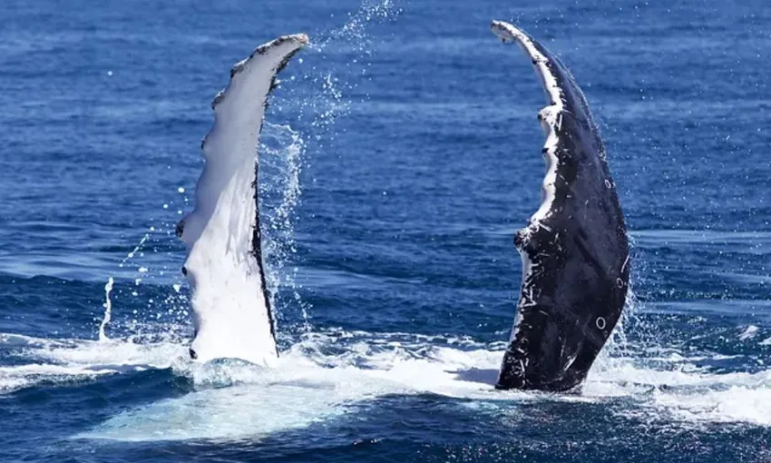 Ningaloo Reef Whale Watching, 3 Hours