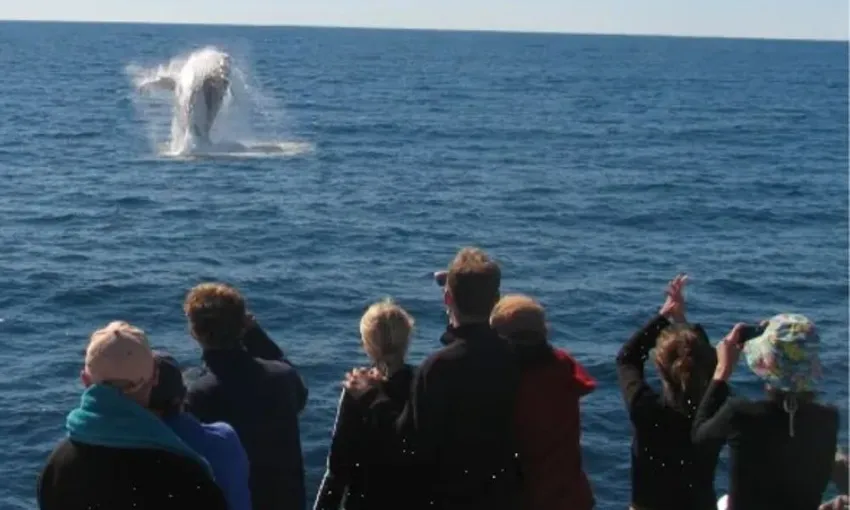 Ningaloo Reef Whale Watching, 3 Hours