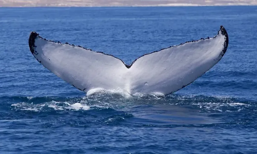 Ningaloo Reef Whale Watching, 3 Hours