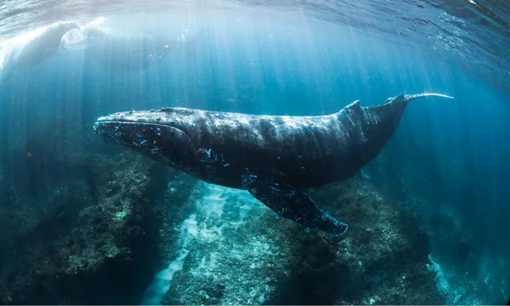 Ningaloo Reef Swim and Snorkel with Humpback Whales, Full Day