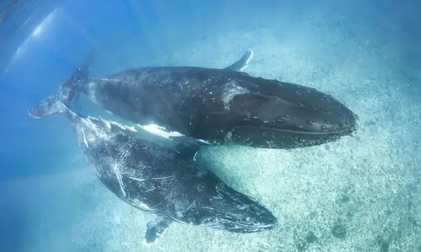 Ningaloo Reef Swim and Snorkel with Humpback Whales, Full Day