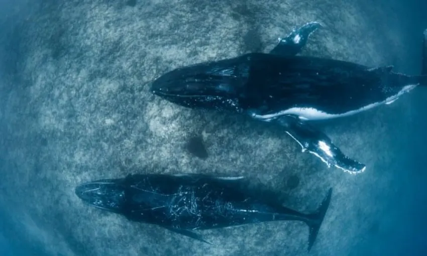 Ningaloo Reef Swim and Snorkel with Humpback Whales, Full Day