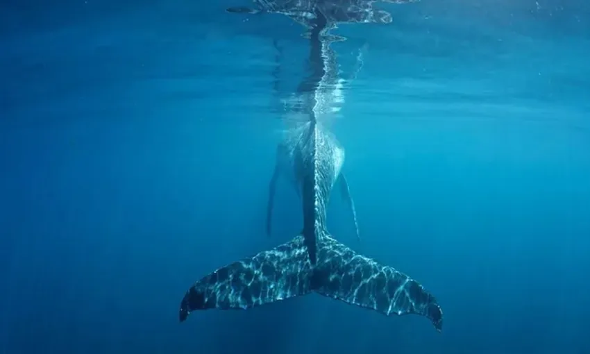 Ningaloo Reef Swim and Snorkel with Humpback Whales, Full Day