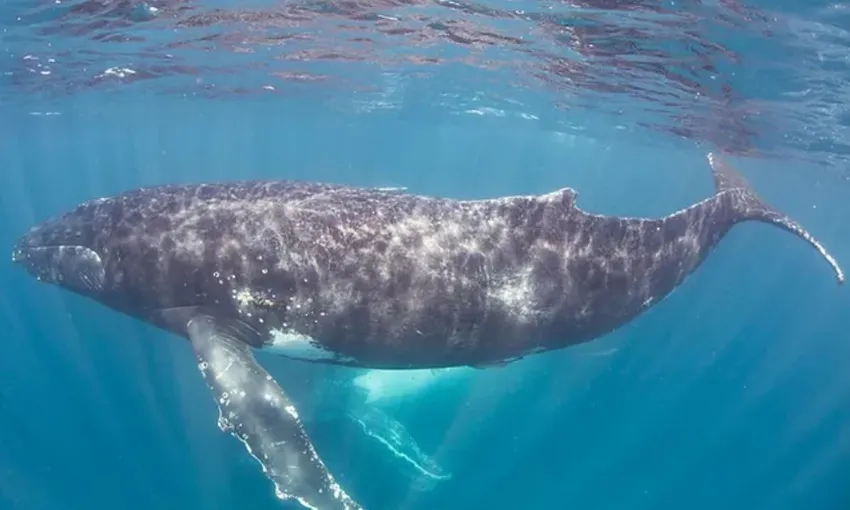 Ningaloo Reef Swim and Snorkel with Humpback Whales, Full Day