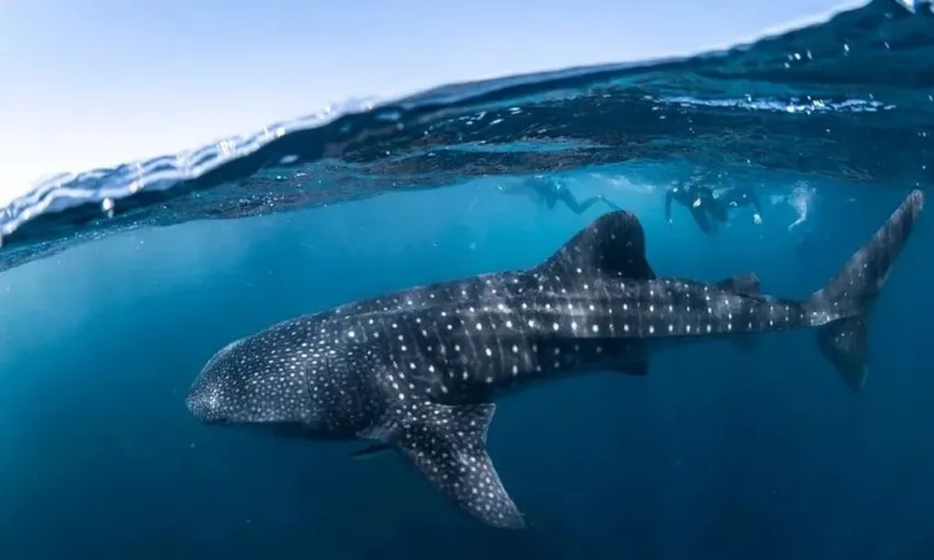 Ningaloo Reef Swim with Whale Sharks, Full Day
