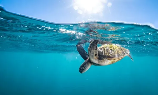 Coral Bay Glass Bottom Boat Turtle Viewing & Snorkel Tour, 3 Hours
