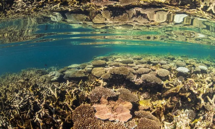 Ningaloo Reef Glass Bottom Boat & Snorkel Tour, 2 Hours
