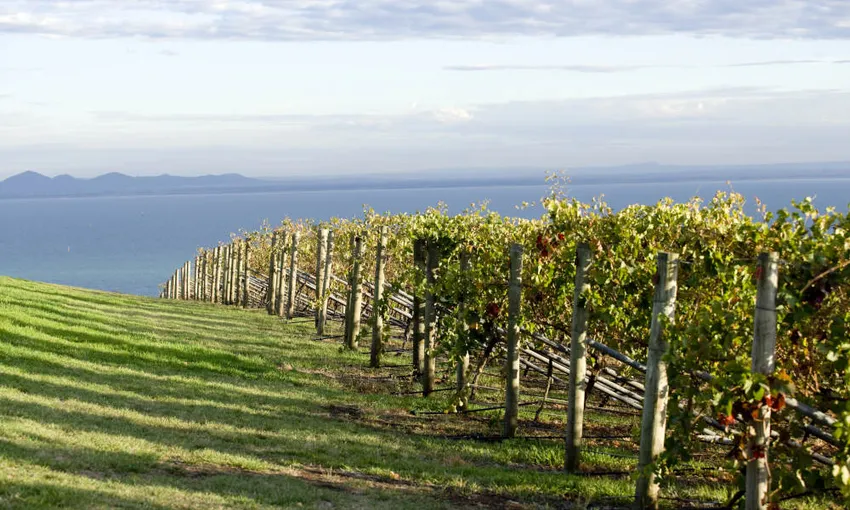 Melbourne Bay Sightseeing Tour & Cruise - Book Now | Experience Oz