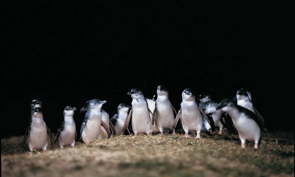 French Island & Penguin Island Wildlife Tour - Book Now | Experience Oz-1