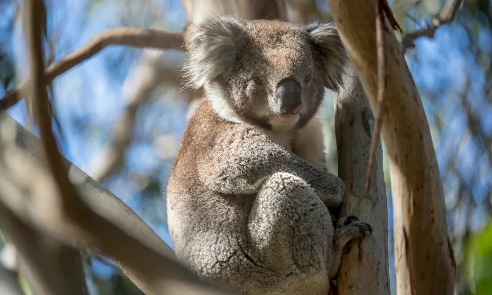 French Island & Penguin Island Wildlife Tour - Book Now | Experience Oz-6