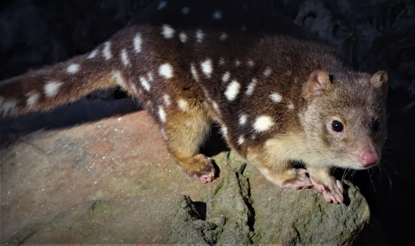 Nocturnal Tour at Softfoot Marsupial Sanctuary - Hindmarsh Valley - For up to 5