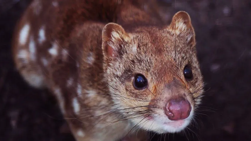 Nocturnal Tour at Softfoot Marsupial Sanctuary - Hindmarsh Valley - For up to 5