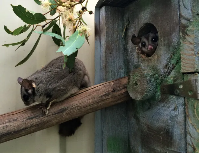 Nocturnal Tour at Softfoot Marsupial Sanctuary - Hindmarsh Valley - For up to 5