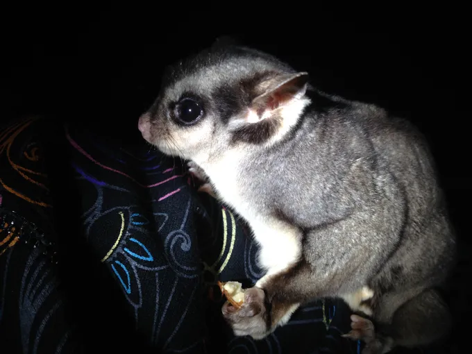 Nocturnal Tour at Softfoot Marsupial Sanctuary - Hindmarsh Valley - For up to 5