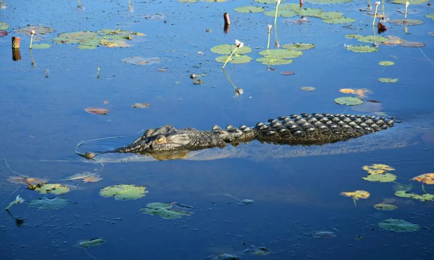 Kakadu National Park Full Day Tour & Cruise From Darwin