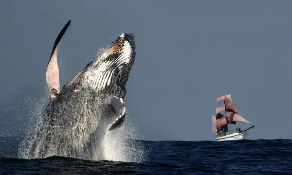 Sydney Tall Ship Whale Watching Cruise, 5 Hours
