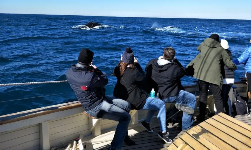 Sydney Tall Ship Whale Watching Cruise, 5 Hours
