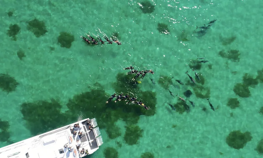 Shoalwater Swim with Dolphins Cruise - Book Now | Experience Oz