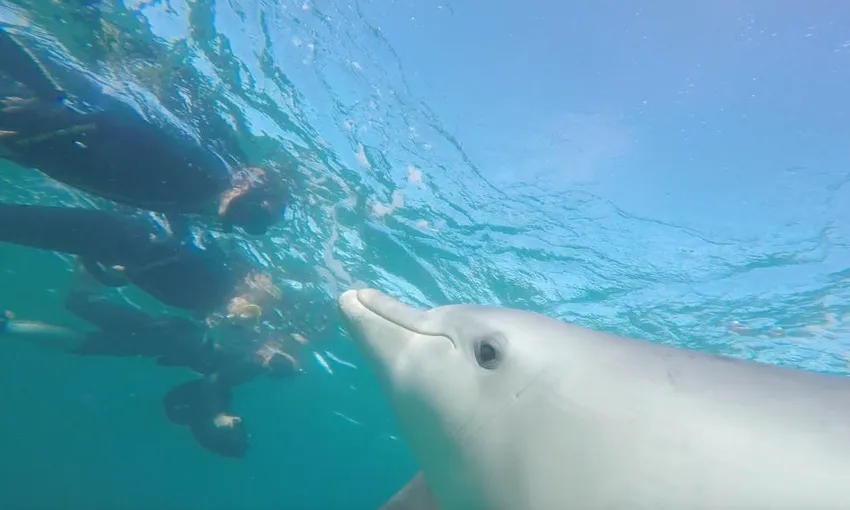 Shoalwater Swim with Dolphins Cruise - Book Now | Experience Oz