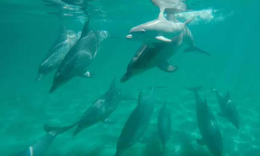 Shoalwater Swim with Dolphins Cruise - Book Now | Experience Oz