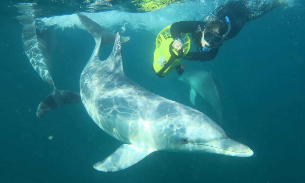 Shoalwater Swim with Dolphins Cruise - Book Now | Experience Oz-4