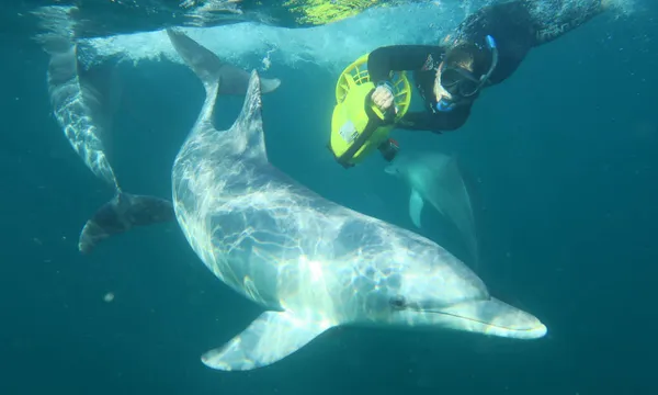 Shoalwater Swim with Dolphins Cruise