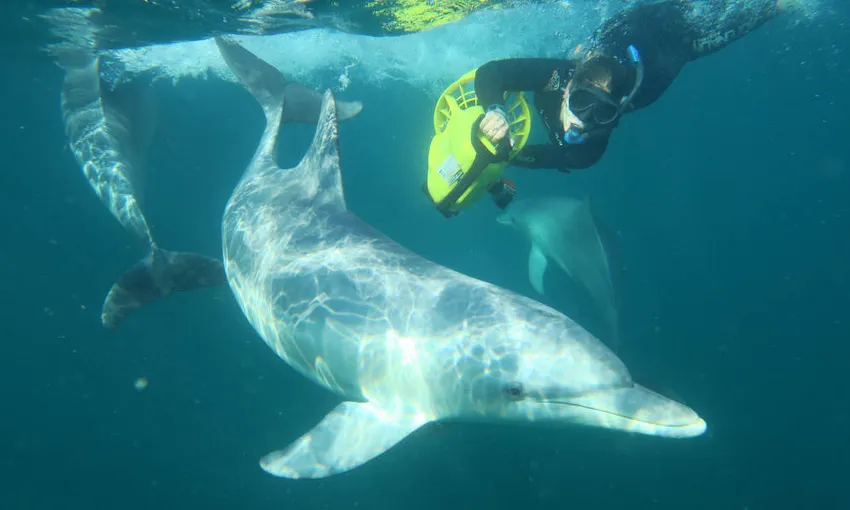 Shoalwater Swim with Dolphins Cruise - Book Now | Experience Oz
