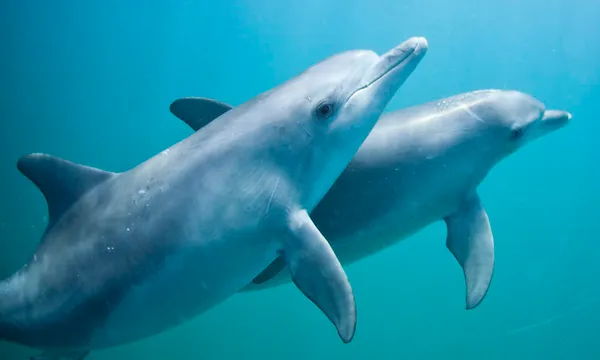 Shoalwater Swim with Dolphins Cruise