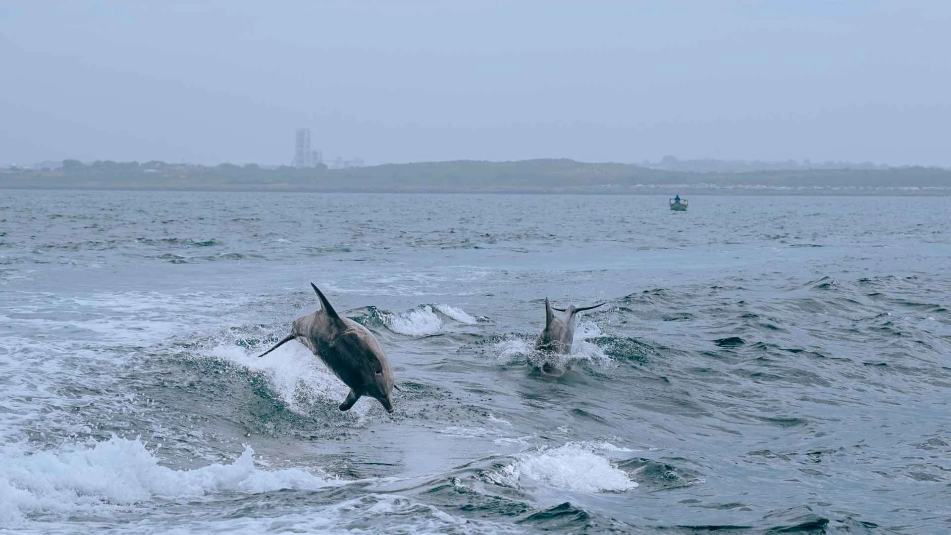 Shoalwater Swim with Dolphins Cruise - Book Now | Experience Oz-10