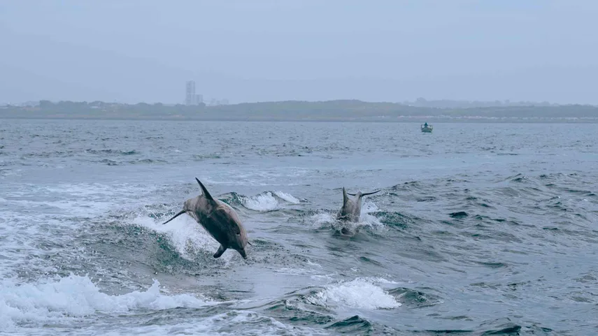 Shoalwater Swim with Dolphins Cruise - Book Now | Experience Oz