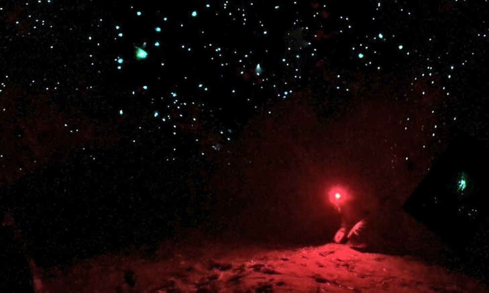 Blue Mountains Night Glow Worm Tour