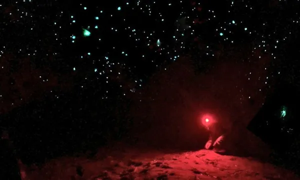 Blue Mountains Night Glow Worm Tour