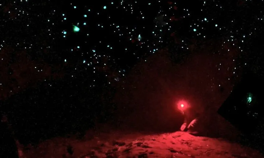 Blue Mountains Night Glow Worm Tour