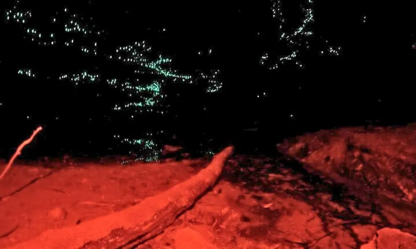 Blue Mountains Night Glow Worm Tour