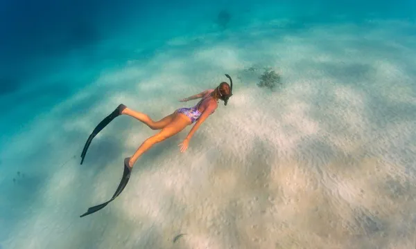 Exmouth Off Season Whale Shark Swim & Whale Watching Tour