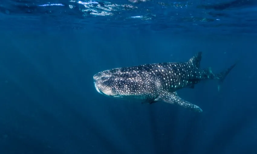 Exmouth Off Season Whale Shark Swim & Whale Watching Tour