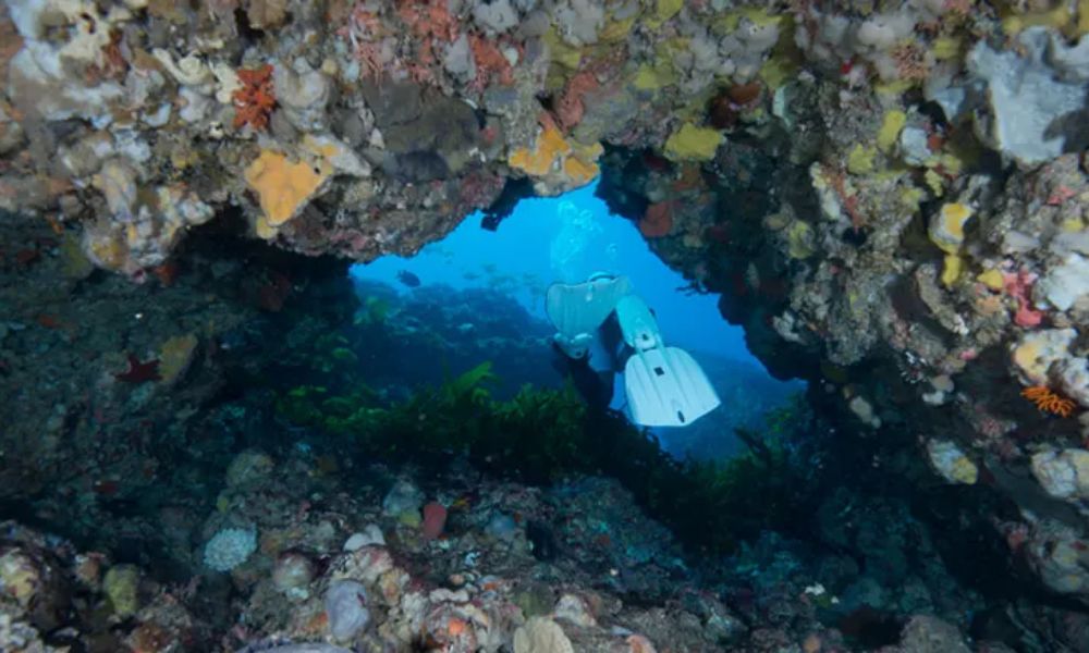 Rottnest Island Deep Dive - Departs Fremantle