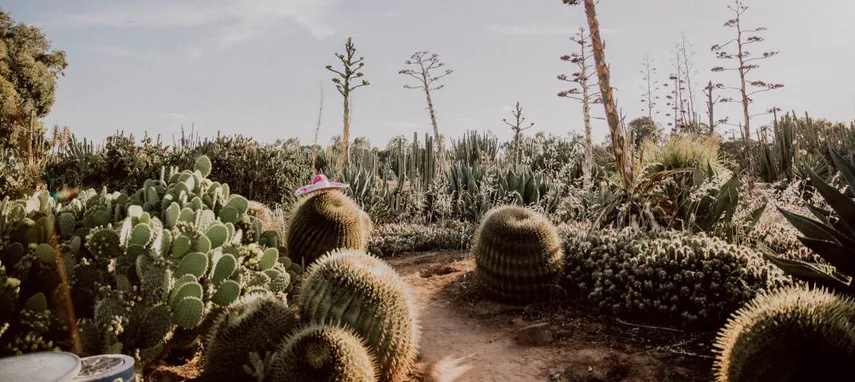 Cactus Country Entry