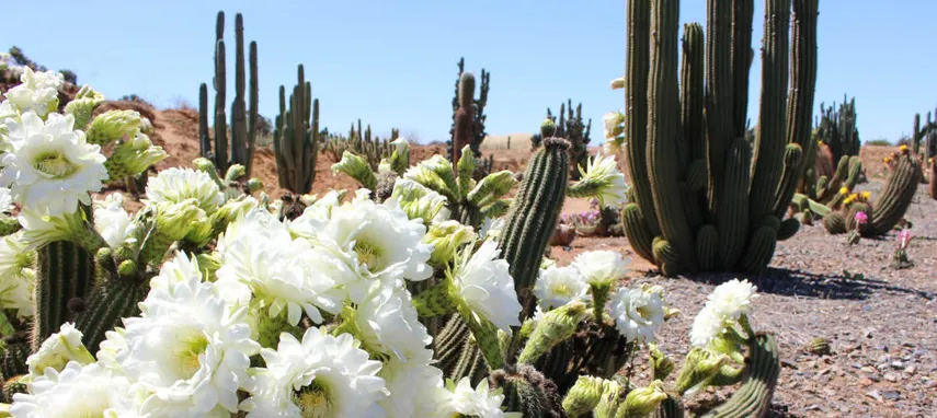 Cactus Country Entry