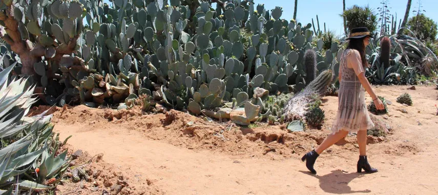 Cactus Country Entry