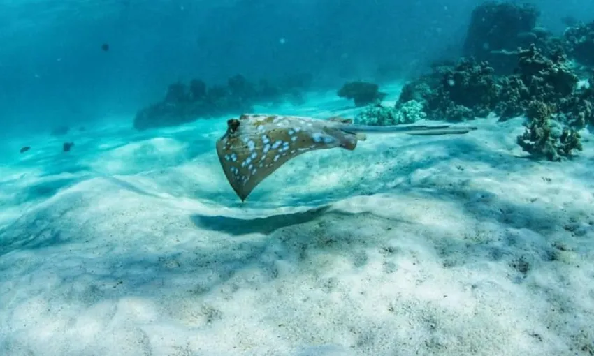 Ningaloo Reef Kayak & Snorkel Tour, Full Day