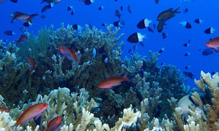 Snorkel and Scuba Dive Adventure, 2 Days - Great Barrier Reef