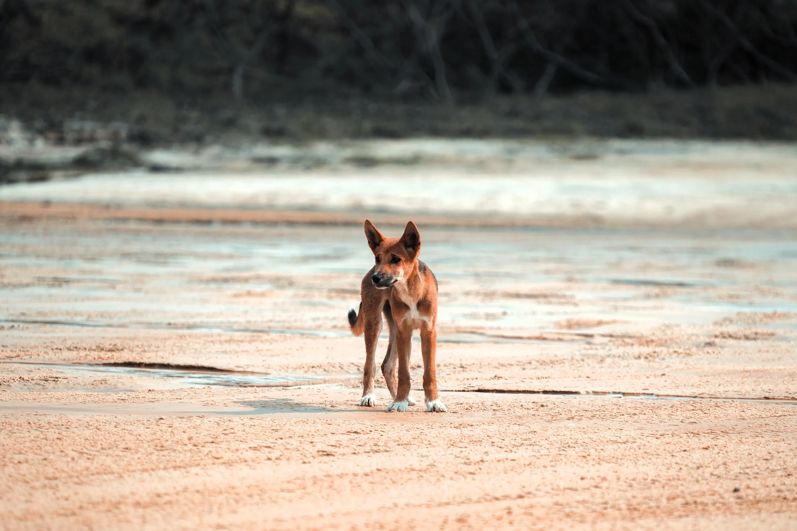 3 Day K'gari (Fraser Island) 4WD Tag-Along Tour | Experience OZ-8