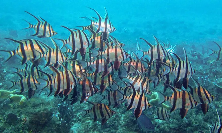 Bushrangers Bay Snorkel with Grey Nurse Sharks 