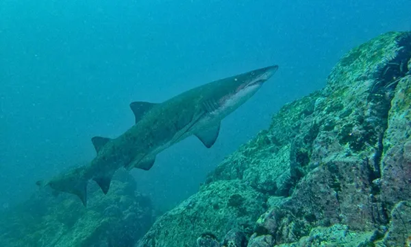 Bushrangers Bay Snorkel with Grey Nurse Sharks 