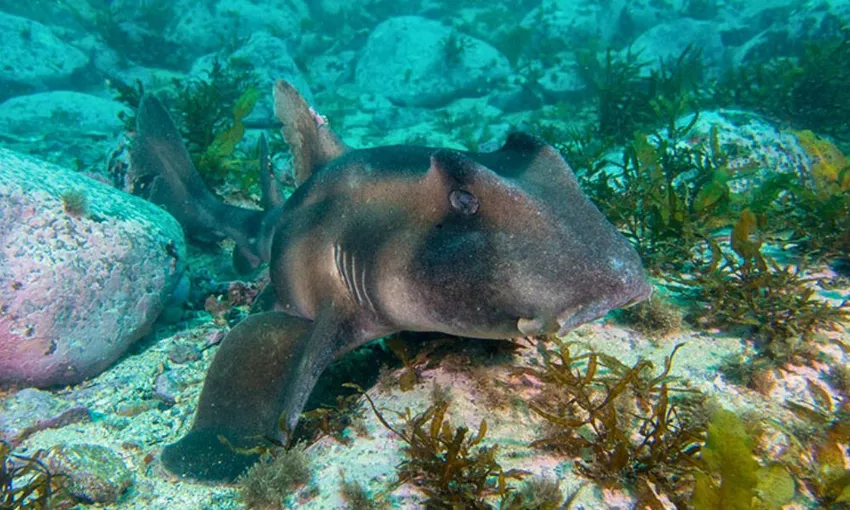 Bushrangers Bay Snorkel with Grey Nurse Sharks 