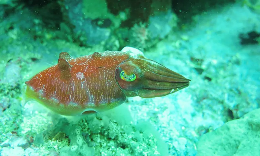 Bushrangers Bay Snorkel with Grey Nurse Sharks 