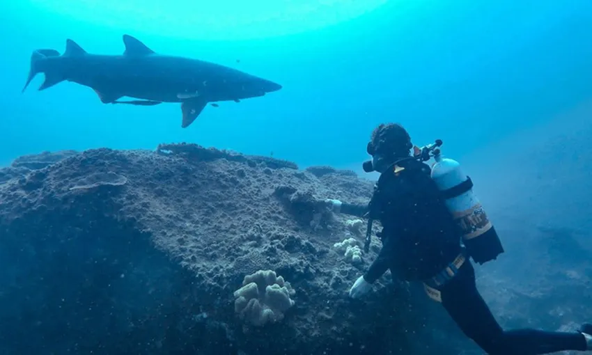Grey Nurse Shark Double Dive, 4 Hours - Nurse Rock