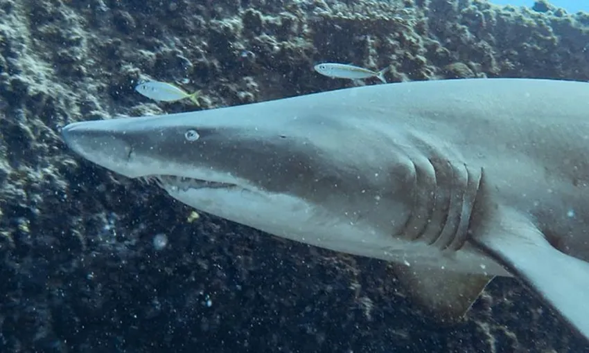 Grey Nurse Shark Double Dive, 4 Hours - Nurse Rock