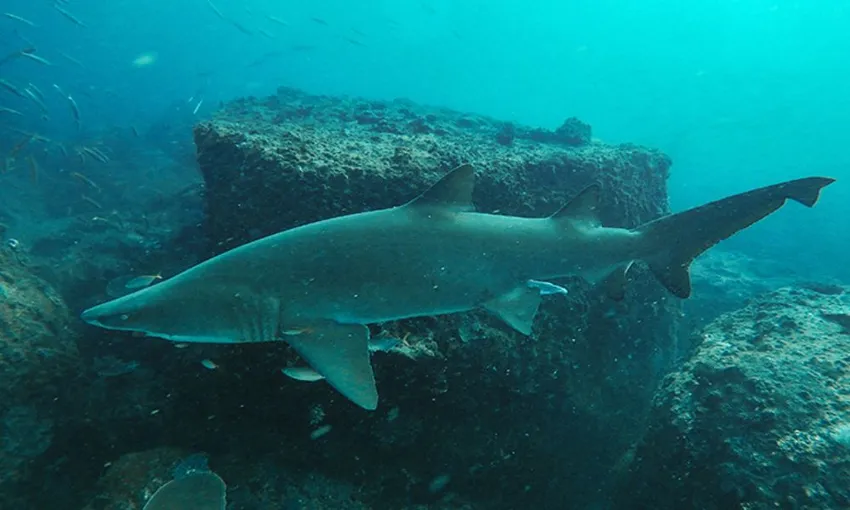 Grey Nurse Shark Double Dive, 4 Hours - Nurse Rock